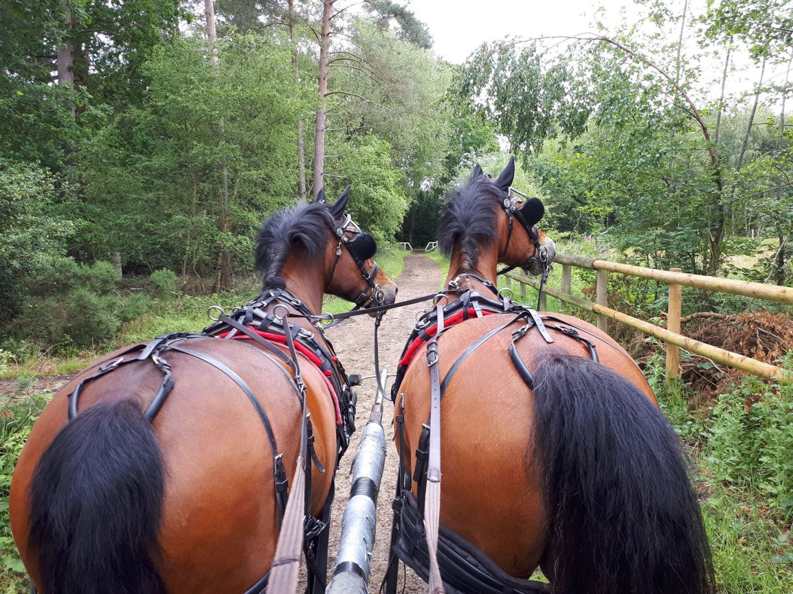 Bramshill Forest Charity Drive&nbsp;Report