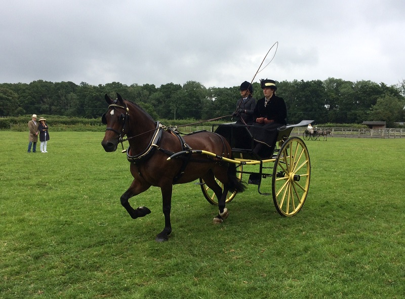 Open Show & Trec&nbsp;Report